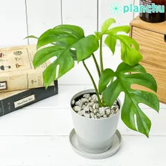 2024年最新】つる性植物の人気アイテム - メルカリ