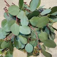 * * シンプルミニリース ポポラスベリー スモークツリー ラッピング無料 シンプルミニリース ポポラスベリー スモークツリー ラッピング無料