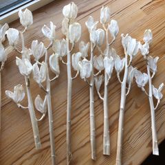 ブリーチドウバユリ　美しい純白 花材ドライフラワー スワッグ等に
