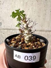 プラントブラザーズ【専門 植物・種子販売 - メルカリShops