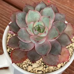 多肉植物 サブセシリス  3株　抜き苗　エケベリア エケベリア サブセシリス Echeveria peacockii 'Subsessilis