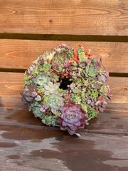 多肉植物リース 直径20センチ - メルカリ