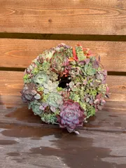 多肉植物リース　直径20センチ