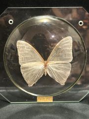蝶の標本額 美品「世界最大蛾ヨナグニサン」、蛇頭額。希少。珍貴標本