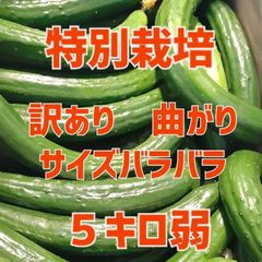 終了間近！農家直送美味しいきゅうり！ 5キロ弱！ サイズバラバラ！ 曲がりきゅうり　訳あり　きゅうり　5キロ　5kg　産地直送品