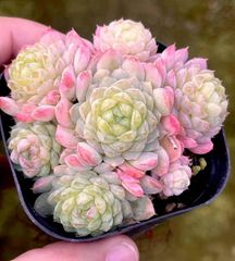 新入荷　超可愛い　多肉植物　桜ブールドネージュ　小群生　抜き苗　1株