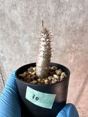 【現品限り】パキポディウム・グラキリス【A30】 Pachypodium gracilius【植物】塊根植物 夏型 コーデックス