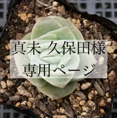 真未 久保田様専用ページ