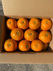 無農薬　橙　4キロ入り  19個入り