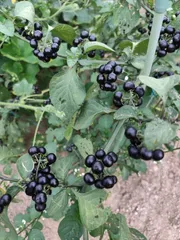 みーたんママ様専用　ハックルベリー2kg