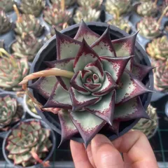 2026年最新】エボニー 多肉の人気アイテム - メルカリ