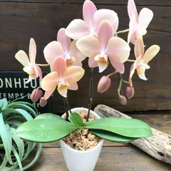 レア♡胡蝶蘭♡マザーチーク♡4号♡ニ鉢セット♡メルカリ便 ひ*み様 【特選】 胡蝶蘭 マザーチーク 4寸陶器鉢 2本立