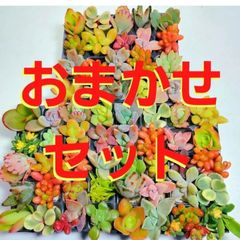 多肉植物　ミニミニ60カット【育成説明書】