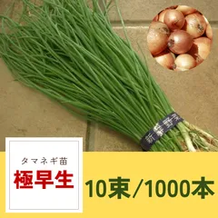 2025年最新】タマネギ苗/1000の人気アイテム - メルカリ
