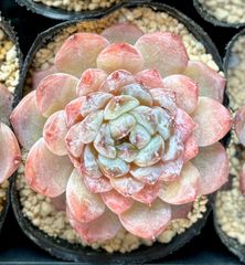 シュガーハート　エケベリア　韓国苗　多肉植物