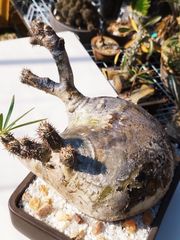 【希少扁平型 発根済】Pachypodium gracilius パキポディウム グラキリス 象牙宮 マダガスカル産 現地株 発根済み