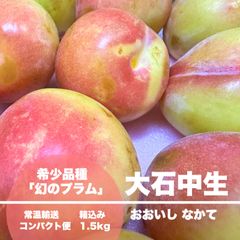 【常温便コンパクト】幻のプラム 山形県産 大石中生 箱込み 1.5kg