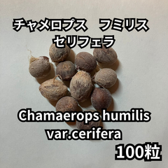 【種】100粒　Chamaerops humilis var.cerifera　チャメロプス　フミリス　セリフェラ