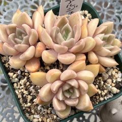 多肉植物 ☘️ アルジェ いっぱい 抜き苗