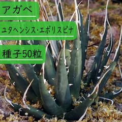 アガベ2 アガベ2