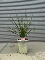 ミキナシサバルヤシ No.1 - メルカリ