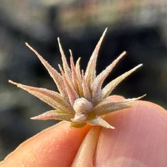 チランジア イオナンタ ミニマウス Tillandsia ionantha Mini Mouse＊エアプランツ＠フラワーショップ江口