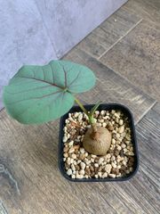 フィカス　ペティオラリス　塊根植物　プレステラ 90