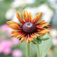 ルドベキア サンベキア グラフィティチェリー 3.5〜4号ポット苗 【1株販売】 寄せ植え 花壇 鉢植え お洒落 おしゃれ 可愛い シック 春の花 夏の花 秋の花 花 苗 初心者