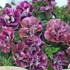 花苗 ペチュニア ジュリエット モダンワイン 3.5号 八重咲き 多年草 おしゃれ アンティーク