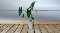 【観葉植物】アロカシア　ゼブリナ　6号