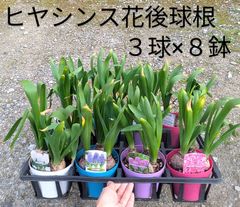 【処分品】ヒヤシンス　花後　球根　４色２４個まとめ売り