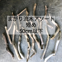 南信州産【まがり流木】【全長50cm以下】変形 枝幹 天然流木 格安【アソート10本セット】まとめ売り セット販売 卸売 枝流木 枝分かれ流木 まがった流木