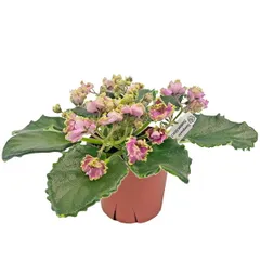 セントポーリア ビショップ 3.5号 開花株 レア品種 苗 アフリカスミレ 耐陰性 室内 園芸 観葉植物のサムネイル
