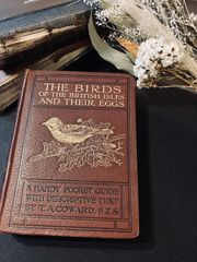 アンティーク洋書　鳥と卵の図鑑　第2巻　1934年