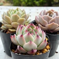 3苗セット　多肉植物　エケベリア