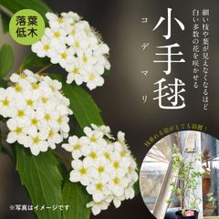 小手毬～コデマリ～　ピンクアイス
