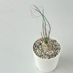 【多肉植物】アルブカ・フミリス　Albuca humilis