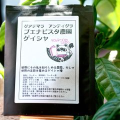 (送料込み)  グアテマラ アンティグラ ブエナビスタ農園 ゲイシャ 100% ドリップ 5袋
