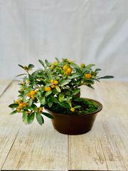 キンズ　小品盆栽　きんず