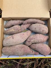 無農薬　さつまいも　べにはるか