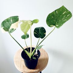 希少】パキラ ミルキーウェイ 実生 新芽 Sサイズ 観葉植物 calm p