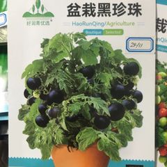 ミニトマト　黒　盆栽黑小番茄 15粒