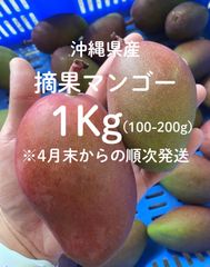 まもなく終了！タイムSALE〈農家直送〉沖縄県産 摘果マンゴー大きめ(Gurīnmangō)100~200g＝1Kg