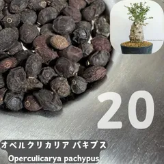 3月入荷種子20粒 オペルクリカリア・パキプス 実つき Operculicarya pachypusのサムネイル