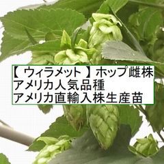 ホップ苗　ウィラメット 雌株　アメリカ人気品種 アメリカ直輸入株