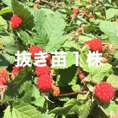 ラズベリー苗 40～50g 2～3苗 棘あり品種 - メルカリ