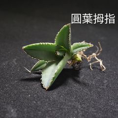新入荷【台湾輸入株】アガベ チタノタ フィリグリー ”圓葉拇指”129