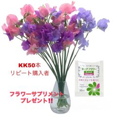 🌟リピーター様限定🌟 花 生花 切り花 花束 発送日に収穫 超新鮮 最速即日発送 産地直送 スイートピー KK混合50本 ※保水有 フラワー サプリメント ガーデニング インテリア 春の花 新春 切花