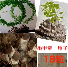 亀甲竜⭐️Dioscorea elephantipes⭐️ディオスコレア　エレファンティペス　アフリカ　種　種子　18粒のサムネイル