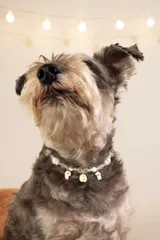 犬　猫　アクセサリー　ネックレス